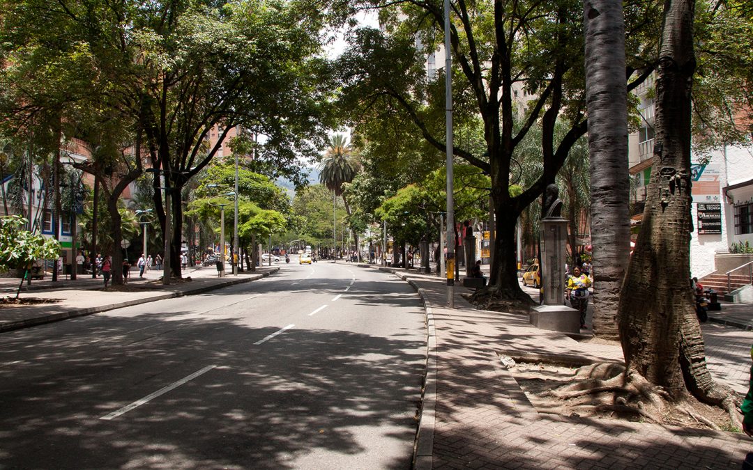 Árboles centenarios y singulares del centro de Medellín